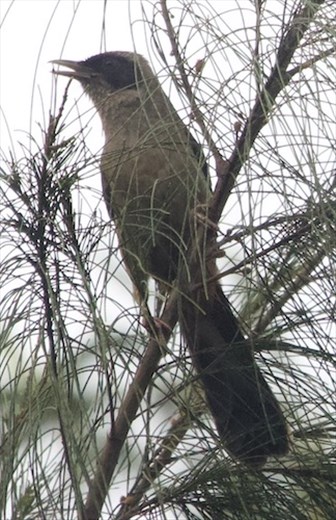 Masked Laughing Thrush, Bach Ma National Park