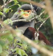 Red-shanked Langur, Bach Ma NP: by graynomadsusa, Views[253]