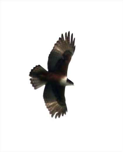 Rufous-bellied Eagle, Phong Nha Ke-Bang NP