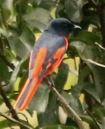 Scarlet Minivet, Phong Nha Ke-Bang NP