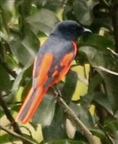 Scarlet Minivet, Phong Nha Ke-Bang NP: by graynomadsusa, Views[235]