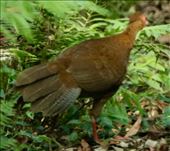 Unimpressed Silver Pheasant hen, Bach Ma National Park: by graynomadsusa, Views[257]