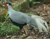 Silver Pheasant strutting his stuff, Bach Ma National Park: by graynomadsusa, Views[256]