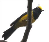 Sultan Tit, Phong Nha Ke-Bang NP: by graynomadsusa, Views[287]