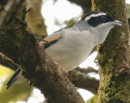 White-browed Babbler, Phong Nha Ke-Bang NP