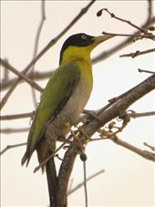 Black-Headed Woodpecker, Yok Don NP: by graynomadsusa, Views[244]