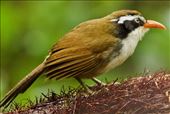 Brown-crowned Scimitar Babler, Ngoc Linh NP: by graynomadsusa, Views[223]