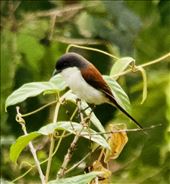 Burmese Shrike, Yok Don NP: by graynomadsusa, Views[239]