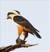 Collared Falconet, Burmese Nuthatch and: by graynomadsusa, Views[293]