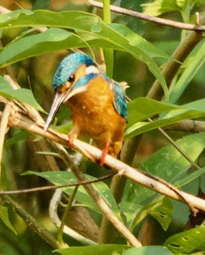 Common Kingfisher, Burmese Nuthatch and