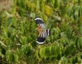 A rare perspective of an Eurasian Hoopoe: by graynomadsusa, Views[386]