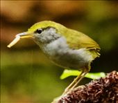 Grey-bellied Tesia with mealworm, Ngoc Linh NP: by graynomadsusa, Views[274]