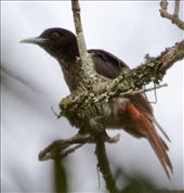 Maroon Oriole, Mang Den Nature Reserve : by graynomadsusa, Views[295]