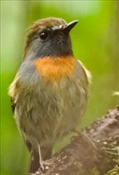 Rufous-gorgeted Flycatcher, Ngoc Linh NP: by graynomadsusa, Views[296]