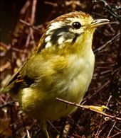 Rufous-winged Fulvetta, Ngoc Linh NP: by graynomadsusa, Views[297]