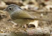 Mountain Fulvetta, Mang Den Reserve: by graynomadsusa, Views[233]