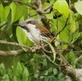 Grey-crowned Crocias, Mang Den Nature Reserve : by graynomadsusa, Views[284]