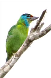 Indochinese Barbet, Mang Den Nature Reserve : by graynomadsusa, Views[610]