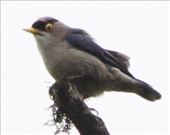 Yellow-billed Nuthatch, Mang Den Nature Reserve : by graynomadsusa, Views[250]