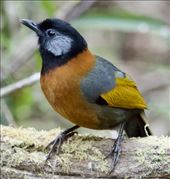 Collared Laughingthrush, a Da Lat Lifer: by graynomadsusa, Views[391]