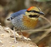 Blue Pita, another Lifer— Deo Nui San Pass: by graynomadsusa, Views[250]