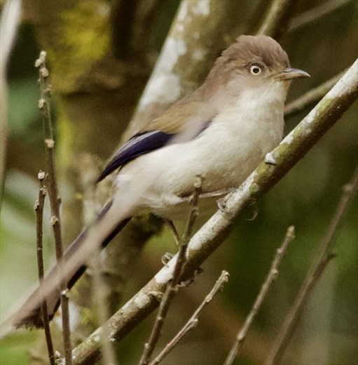 Blue-winged Minia, near Da Lat