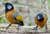 Collared Laughingthrushes waiting for breakfast: by graynomadsusa, Views[148]