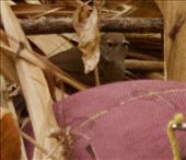 Dalat Bush Warbler (and Andre's speaker): by graynomadsusa, Views[233]