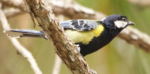 Green-backed Tit, near Da Lat