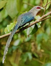 Green-Billed Malkoha: by graynomadsusa, Views[328]