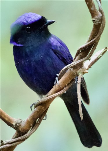 Large Niltava, near Da Lat