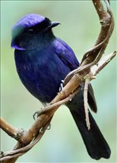 Large Niltava, near Da Lat: by graynomadsusa, Views[242]