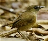 Lesser Shortwing: by graynomadsusa, Views[159]