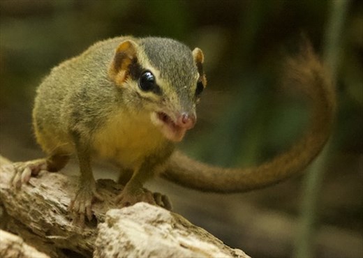 Northern Smooth-tailed Treeshrew