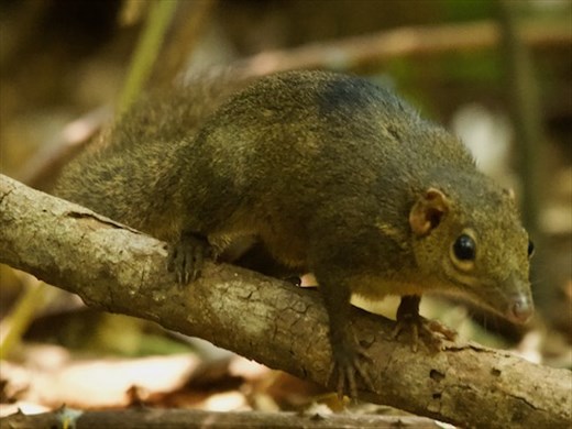 Northern Treeshrew