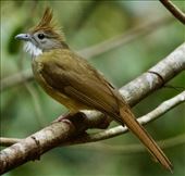 Puff-throated Bulbul: by graynomadsusa, Views[352]