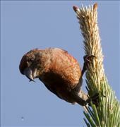 Red Crossbill, near Da Lat: by graynomadsusa, Views[238]