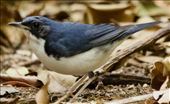 Siberian Blue Robin: by graynomadsusa, Views[285]