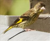 Vietnamese Greenfinch, hardly worth the effort: by graynomadsusa, Views[215]