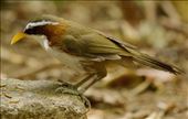 White-Browed Scimitar-Babbler: by graynomadsusa, Views[228]