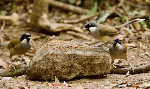 Family reunion of White-cheeked Laughingthrushes