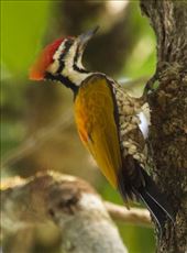 Common Flameback, Cat Tien NP: by graynomadsusa, Views[193]