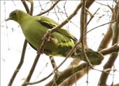 Ashy-headed Green Pigeon: by graynomadsusa, Views[337]