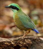 Bar-bellied Pita, a key bird at the hide: by graynomadsusa, Views[214]