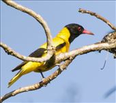 Black-hooded Oriole: by graynomadsusa, Views[370]