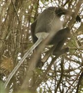Black-shanked Douc,  Cat Tien NP: by graynomadsusa, Views[255]