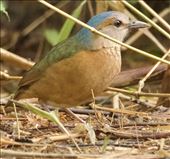 Blue-Rumped Pita (m), a Cat Tien target: by graynomadsusa, Views[257]