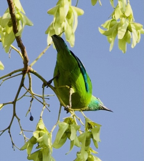 Blue-winged Leafbird
