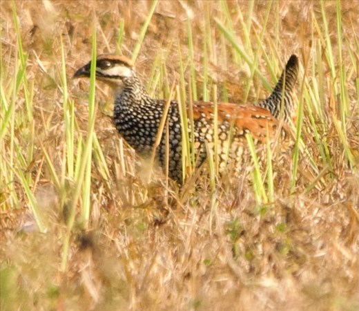 Chinese Frankolin, Cat Tien NP