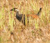 Chinese Frankolin, Cat Tien NP: by graynomadsusa, Views[244]